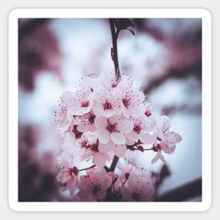 Blossom Sticker